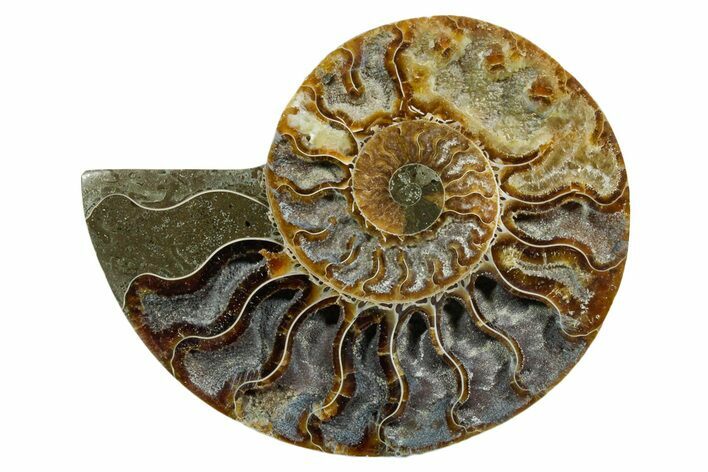Cut & Polished Ammonite Fossil (Half) - Madagascar #354127